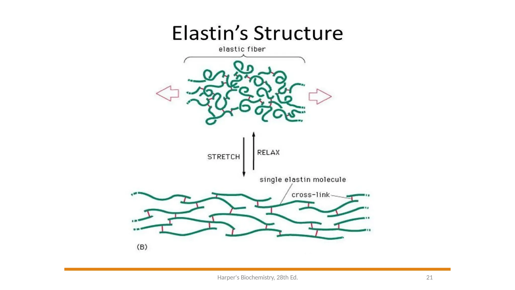 Harper's Biochemistry, 28th Ed. 21
 