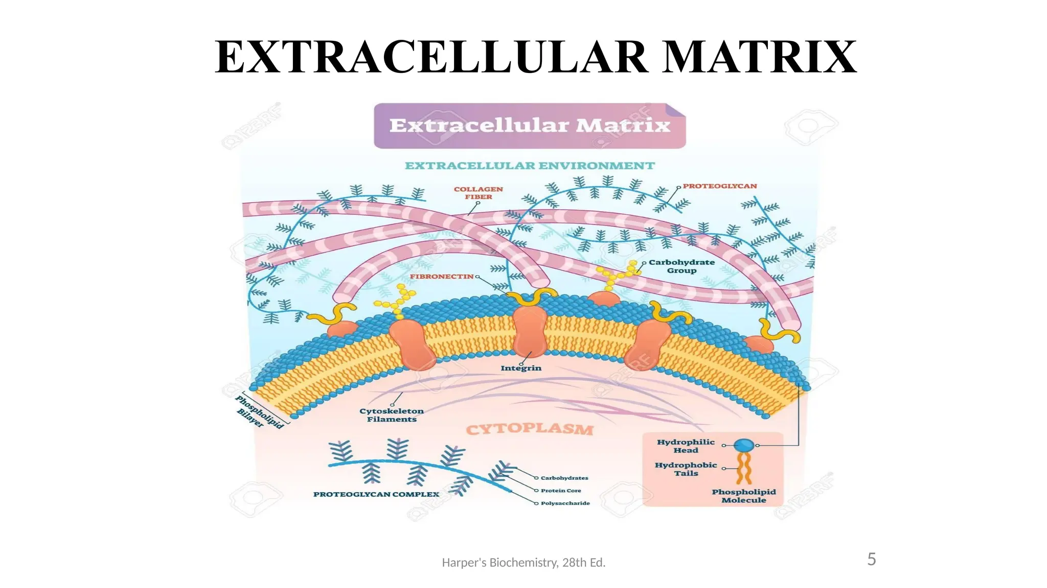 EXTRACELLULAR MATRIX
Harper's Biochemistry, 28th Ed. 5
 