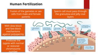 Animal reproduction general biology 2 ppt | PPTX