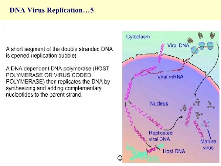 an introduction to the analysis of dna replication State the role of the origin of replication in dna replication 27s2 analysis of meselson and stahl's results to obtain support for the theory of semi-conservative replication of dna compare dispersive, conservative and semi-conservative replication. an introduction to the analysis of dna replication State the role of the origin of replication in dna replication 27s2 analysis of meselson and stahl's results to obtain support for the theory of semi-conservative replication of dna compare dispersive, conservative and semi-conservative replication.