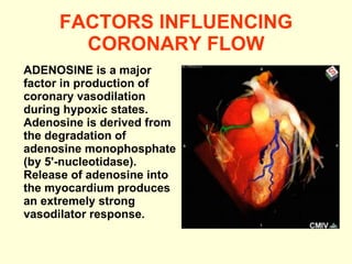 FACTORS INFLUENCING CORONARY FLOW ADENOSINE is a major factor in production of coronary vasodilation during hypoxic states. Adenosine is derived from the degradation of adenosine monophosphate (by 5'-nucleotidase). Release of adenosine into the myocardium produces an extremely strong vasodilator response. 
