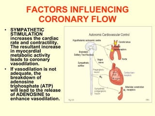 FACTORS INFLUENCING CORONARY FLOW SYMPATHETIC STIMULATION increases the cardiac rate and contractility. The resultant increase in myocardial metabolic activity leads to coronary vasodilation.  If vasodilation is not adequate, the breakdown of adenosine triphosphate (ATP) will lead to the release of ADENOSINE to enhance vasodilation. 