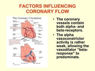 FACTORS INFLUENCING CORONARY FLOW The coronary vessels contain both alpha- and beta-receptors. The alpha vasoconstrictor activity is rather weak, allowing the vasodilator “beta- response” to predominate. 
