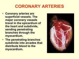 33. cardiovascular 5-1-08-09 | PPT