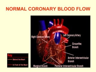 NORMAL CORONARY BLOOD FLOW 