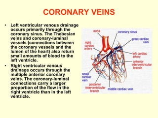 CORONARY VEINS Left ventricular venous drainage occurs primarily through the coronary sinus. The Thebesian veins and coronary-luminal vessels (connections between the coronary vessels and the lumen of the heart) also return small amounts of blood to the left ventricle. Right ventricular venous drainage occurs through the multiple anterior coronary veins. The coronary-luminal connections carry a larger proportion of the flow in the right ventricle than in the left ventricle. 
