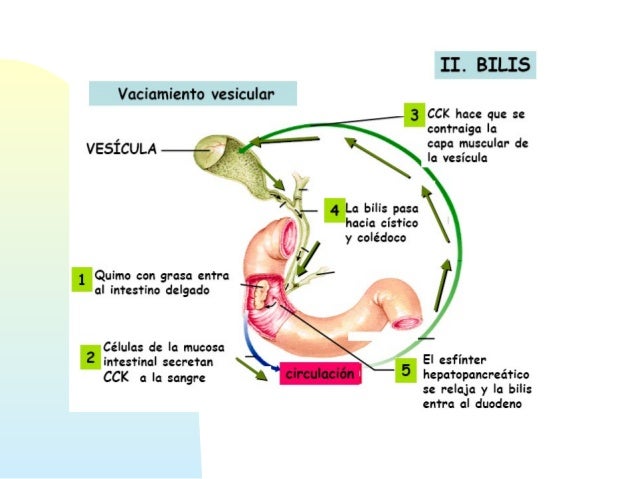 Fisiologia Del Higado Y Vias Biliares pt.slideshare.net