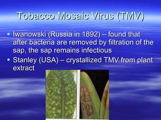 Tobacco Mosaic Virus (TMV) Iwanowski (Russia in 1892) – found that after bacteria are removed by filtration of the sap, the sap remains infectious Stanley (USA) – crystallized TMV from plant extract 