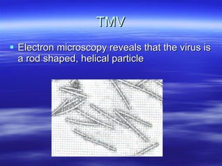 TMV Electron microscopy reveals that the virus is a rod shaped, helical particle 