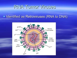 RNA Tumor Viruses Identified as Retroviruses (RNA to DNA) 