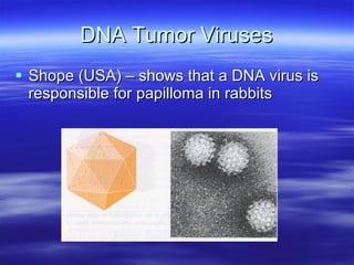 DNA Tumor Viruses Shope (USA) – shows that a DNA virus is  responsible for papilloma in rabbits 