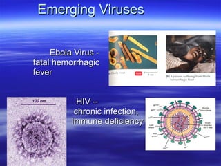Emerging Viruses Ebola Virus -  fatal hemorrhagic  fever HIV –  chronic infection,   immune deficiency 