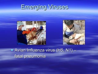 Emerging Viruses Avian Influenza virus (H5, N1) –  fatal pneumonia 