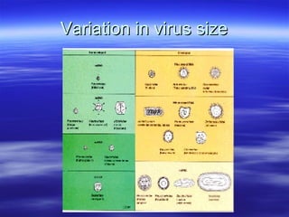 Variation in virus size 