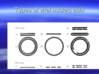 Types of viral nucleic acid 