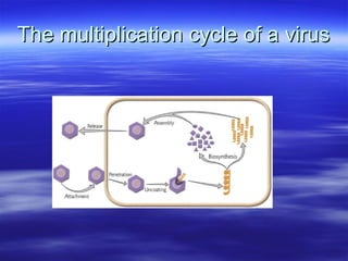 The multiplication cycle of a virus 