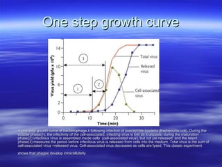 One step growth curve A one-step growth curve of bacteriophage λ following infection of susceptible bacteria (Escherichia coli). During the eclipse phase(1), the infectivity of the cell-associated, infecting virus is lost as it uncoats; during the maturation phase(2) infectious virus is assembled inside cells  (cell-associated virus), but not yet released; and the latent phase(3) measures the period before infectious virus is released from cells into the medium. Total virus is the sum of cell-associated virus +released virus. Cell-associated virus decreases as cells are lysed. This classic experiment shows that phages develop intracellularly.   
