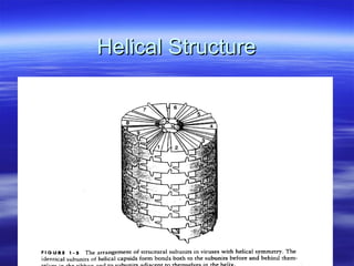 Helical Structure 