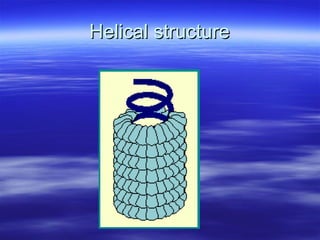 Helical structure 