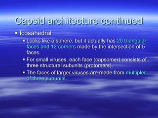 Capsid architecture continued Icosahedral Looks like a sphere, but it actually has  20 triangular faces and 12 corners  made by the intersection of 5 faces.  For small viruses, each face (capsomer) consists of three structural subunits (protomers).  The faces of larger viruses are made from  multiples of three subunits . 