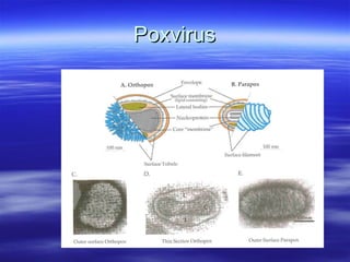 Poxvirus 