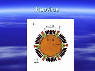 Reovirus 