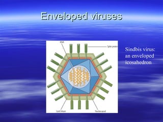 Enveloped viruses Sindbis virus: an enveloped icosahedron 