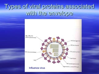 Types of viral proteins associated with the envelope Influenza   virus 