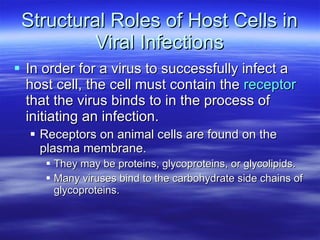 Structural Roles of Host Cells in Viral Infections In order for a virus to successfully infect a host cell, the cell must contain the  receptor  that the virus binds to in the process of initiating an infection. Receptors on animal cells are found on the plasma membrane.  They may be proteins, glycoproteins, or glycolipids. Many viruses bind to the carbohydrate side chains of glycoproteins. 