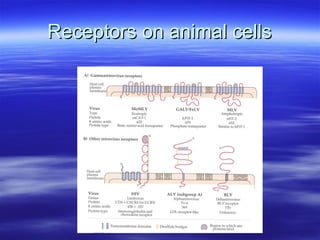 Receptors on animal cells 