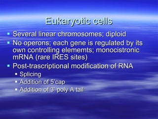 Eukaryotic cells Several linear chromosomes; diploid No operons; each gene is regulated by its own controlling elememts; monocistronic mRNA (rare IRES sites) Post-trascriptional modification of RNA Splicing Addition of 5’cap Addition of 3’ poly A tail 