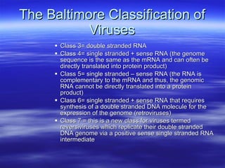 The Baltimore Classification of Viruses Class 3= double stranded RNA Class 4= single stranded + sense RNA (the genome sequence is the same as the mRNA and can often be directly translated into protein product) Class 5= single stranded – sense RNA (the RNA is complementary to the mRNA and thus, the genomic RNA cannot be directly translated into a protein product) Class 6= single stranded + sense RNA that requires synthesis of a double stranded DNA molecule for the expression of the genome (retroviruses) Class 7 = this is a new class for viruses termed reversiviruses which replicate their double stranded DNA genome via a positive sense single stranded RNA intermediate 