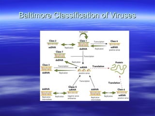 Baltimore Classification of Viruses 