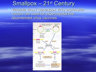 Smallpox – 21 st  Century Vaccinia virus / Canarypox virus expression vectors are used for experimental live recombinant virus vaccines  