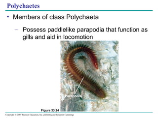 Invertebrates | PPT
