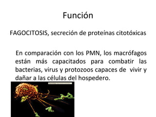 Función FAGOCITOSIS, secreción de proteínas citotóxicas En comparación con los PMN, los macrófagos están más capacitados para combatir las bacterias, virus y protozoos capaces de  vivir y dañar a las células del hospedero. 