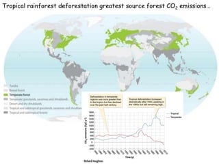 Tropical rainforest deforestation greatest source forest CO2 emissions… 
 