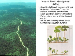 Natural Forest Management 
(NRM) 
• Selective felling of commercial trees 
• Growth of “adolescent” trees in 
residual sta...