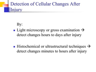 Detection of Cellular Changes After
Injury
By:
 Light microscopy or gross examination 
detect changes hours to days after injury
 Histochemical or ultrastructural techniques 
detect changes minutes to hours after injury
 