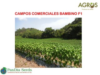 CAMPOS COMERCIALES BAMBINO F1
 