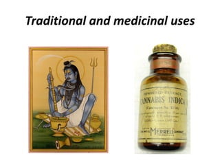 Traditional and medicinal uses
 