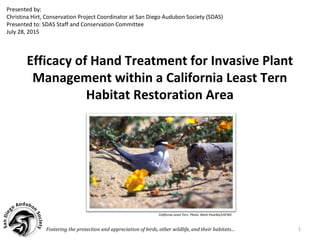 Efficacy of Hand Treatment for Invasive Plant
Management within a California Least Tern
Habitat Restoration Area
Fostering the protection and appreciation of birds, other wildlife, and their habitats…
Presented by:
Christina Hirt, Conservation Project Coordinator at San Diego Audubon Society (SDAS)
Presented to: SDAS Staff and Conservation Committee
July 28, 2015
California Least Tern. Photo: Mark Pavelka/USFWS
1
 