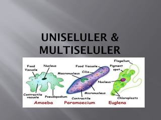 331578497-Uniseluler-Multiseluler tumbuhan.pptx
