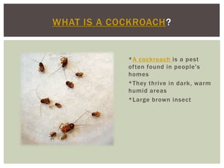 WHAT IS A COCKROACH?


            *A cockroach is a pest
            often found in people's
            homes
            *They thrive in dark, warm
            humid areas
            *Large brown insect
 