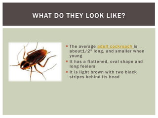 WHAT DO THEY LOOK LIKE?



         The average adult cockroach is
          about1/2" long, and smaller when
          young
         It has a flattened, oval shape and
          long feelers
         It is light brown with two black
          stripes behind its head
 