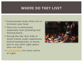 WHERE DO THEY LIVE?


 Cockroaches most often live in
  kitchens near food.
 They live in bathrooms,
  especially near plumbing and
  heating ducts.
 During the day they hide in
  small cracks under appliances,
  behind baseboards, in boxes,
  and in any other tight space
  they can find.
 Cockroaches are most active
  at night.
 
