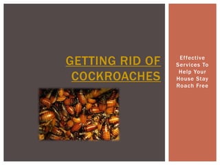GETTING RID OF    Effective
                 Services To
                  Help Your
 COCKROACHES     House Stay
                 Roach Free
 