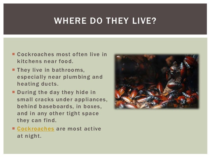 getting rid of cockroaches effective services to help your house st what to do when you have a free house