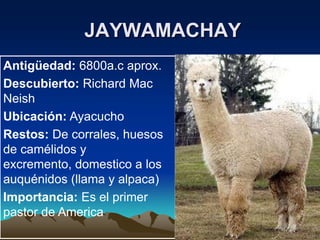 Pacaicasa | PPT