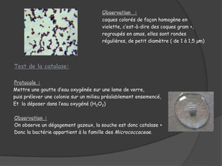 coques colorés de façon homogène en
violette, c’est-à-dire des coques gram +,
regroupés en amas, elles sont rondes
régulières, de petit diamètre ( de 1 à 1,5 µm)
Mettre une goutte d’eau oxygénée sur une lame de verre,
puis prélever une colonie sur un milieu préalablement ensemencé,
Et la déposer dans l’eau oxygéné (H2O2)
On observe un dégagement gazeux, la souche est donc catalase +
Donc la bactérie appartient à la famille des Micrococcaceae.
 